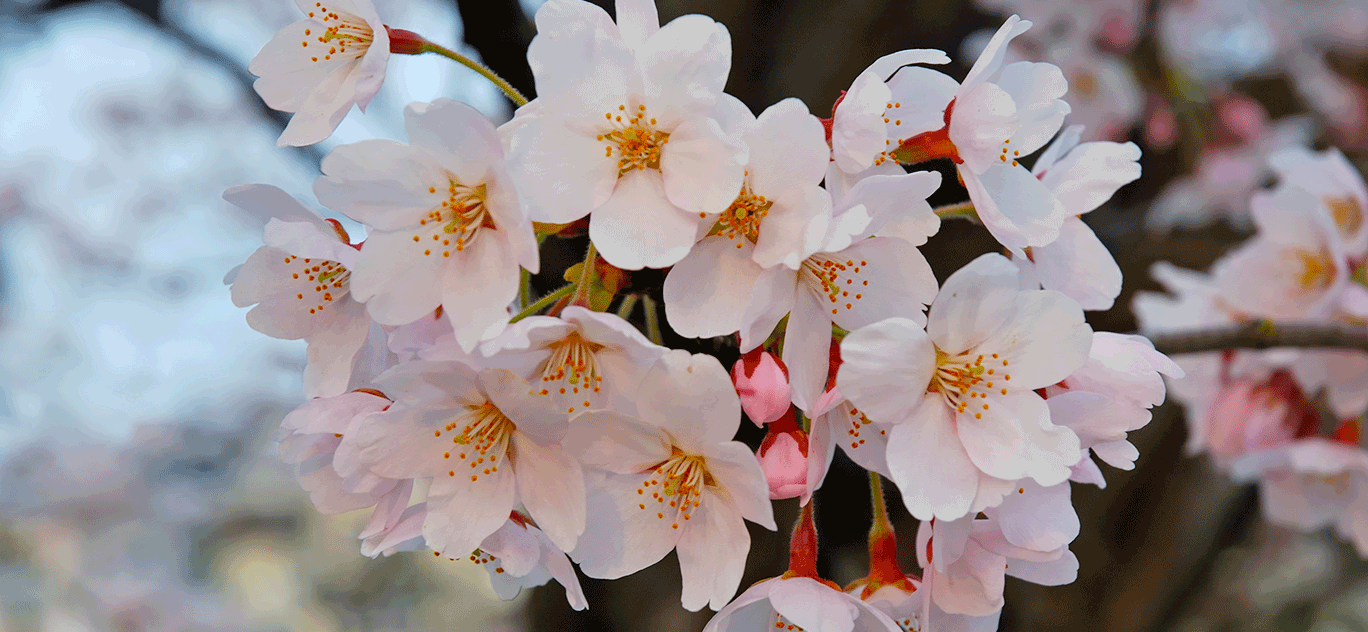 The history of hanami (cherry blossom viewing) - Gengo